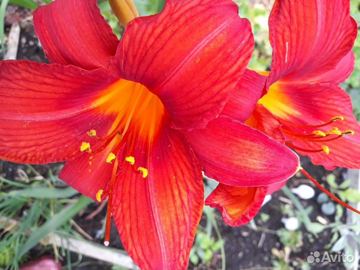 Лилейник Анзак