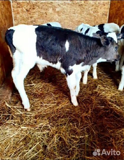 Телята(бычки,тёлки)