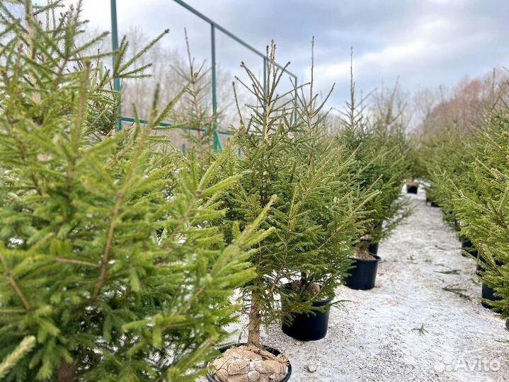Ель обыкновенная 165 см классика зимнего сада