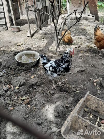 Петушки австролорп черно- пестрый(мраморный)