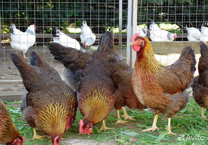 Цыплята домашние