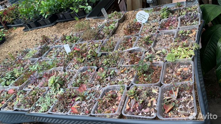 Суккуленты микс из питомника растений