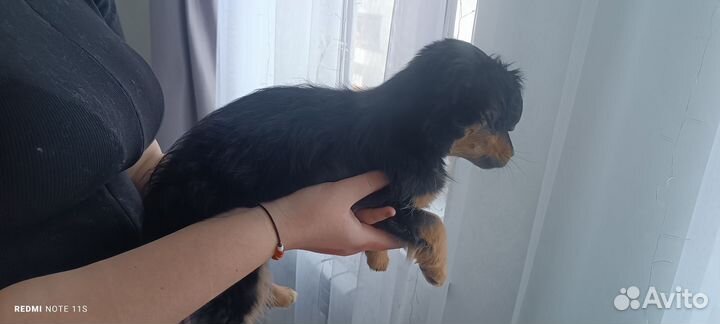 Щенок в добрые руки бесплатно маленькая