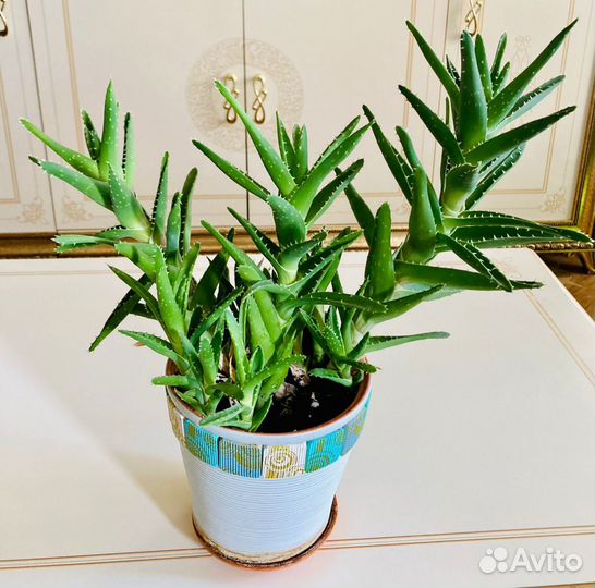 Алоэ столетник