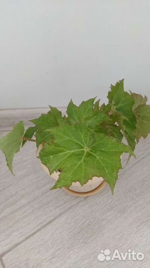 Комнатные растения цветы филейка