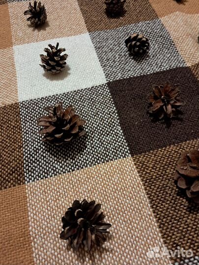 Шишки сосна