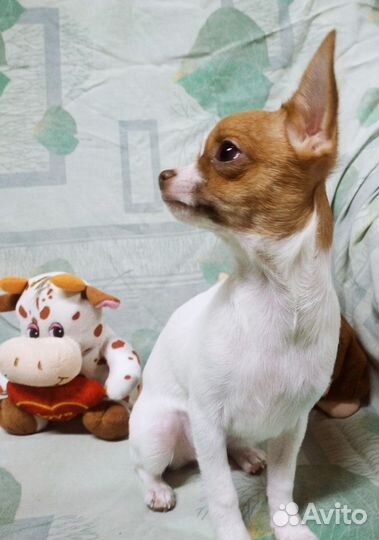Щенки Чихуахуа мини