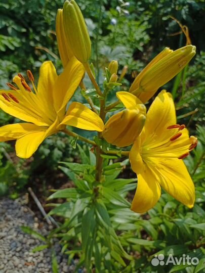 Лилии луковицы, гелениум