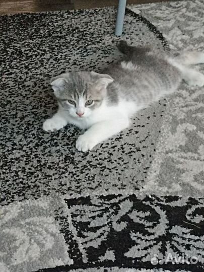 Котята шотландской вислоухой кошки