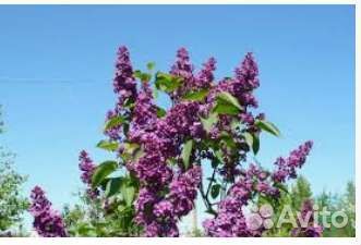 Саженцы темно фиолетовой сирени