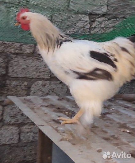 Петухи