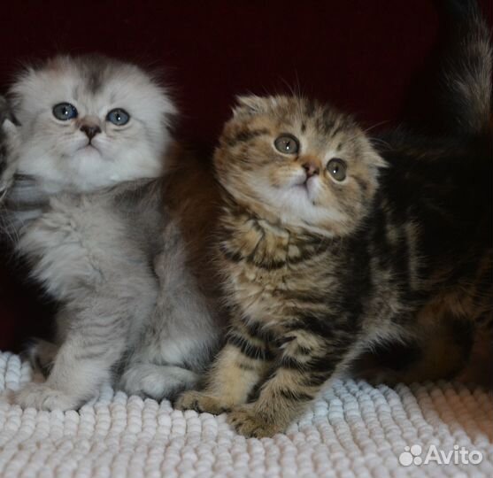 Вислоухие котята цветные