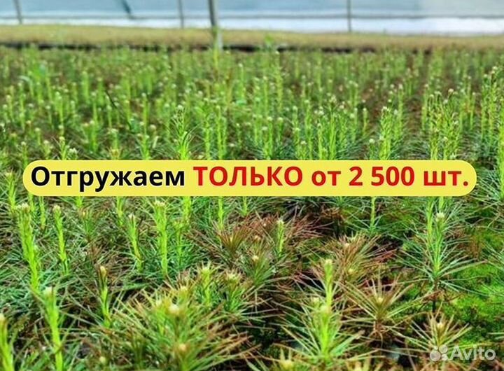 Сеянцы сосны зкс опт