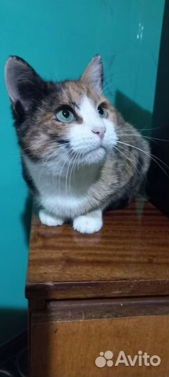 Кошка стерилизованная