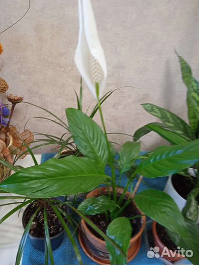 Комнатные цветы