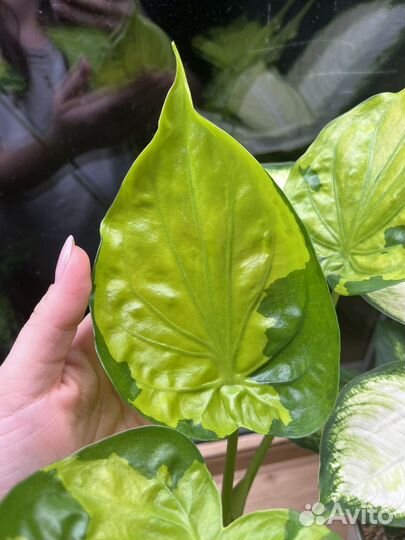 Аллоказия Аглаонема