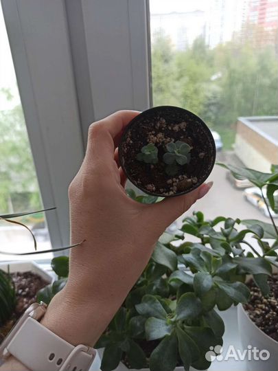 Комнатные растения