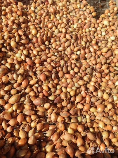 Лук Севок Sturon