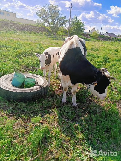 Корова дойная с теленком