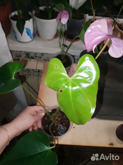 Комнатные растения цветы цветущие