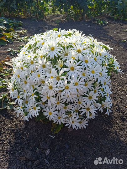 Астра сорт пинокио