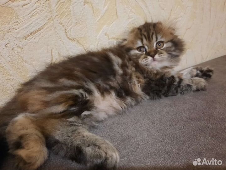 Идеальная и шикарная малышка Хайленд Фолд