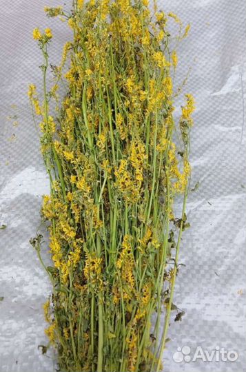 Донник (пучки, веники)