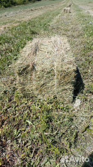 Сено луговое в тюках