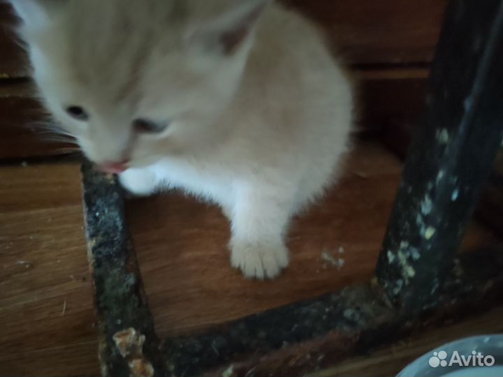 Котята