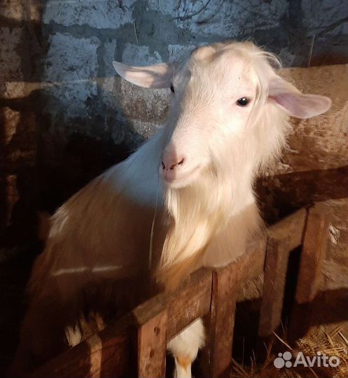 Зааненский козел