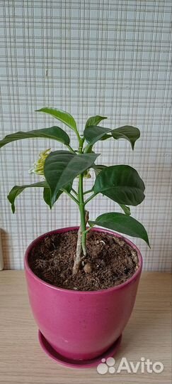 Хойя мультифлора