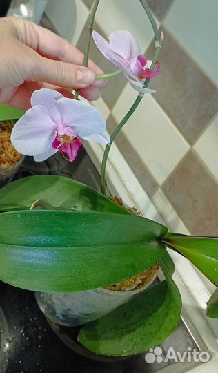 Орхидеи фаленопсис