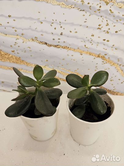 Толстянка крассула денежное дерево