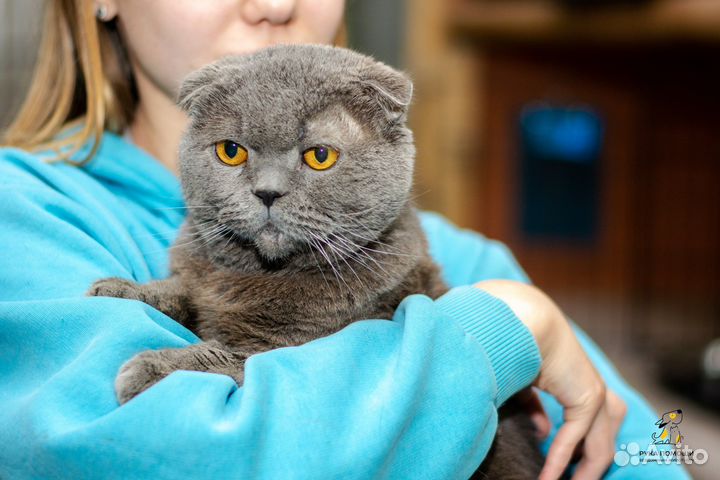 Котик Март ищет дом