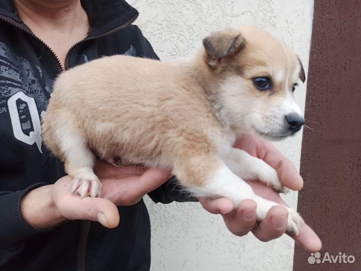 Щенки в добрые руки