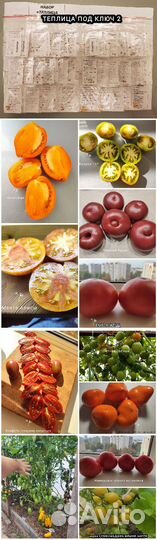 Семена редких сортов томатов