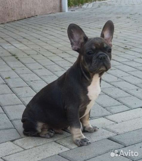 Французкий бульдог. Мальчик голубой окрас щенки