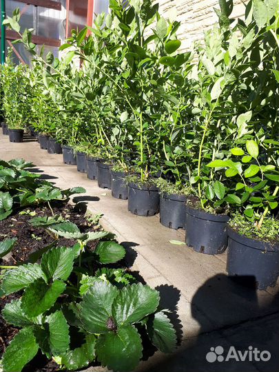 Саженцы голубики 2-х и 3-х летние