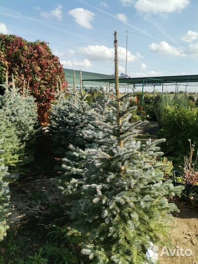 Ель голубая Супер Блю Сидлинг (сбс)