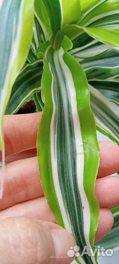 Драцена вариегатная, сортовая