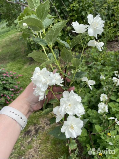 Жасмин чубушник махровый