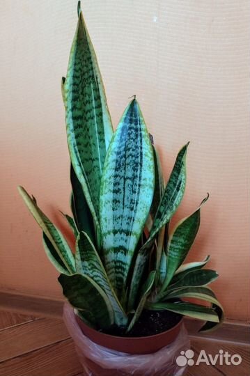 Комнатное растение