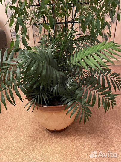 Комнатные цветы