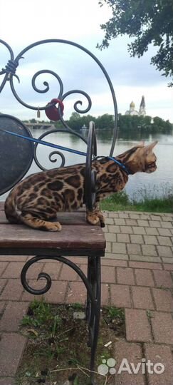 Котята от титулованных родителей