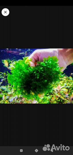 Аквариумные растения Улитки