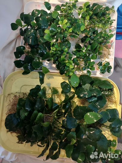 Аквариумные растения