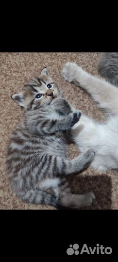 Кошки в добрые руки