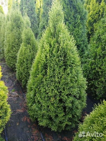 Туя Silver Smaragd