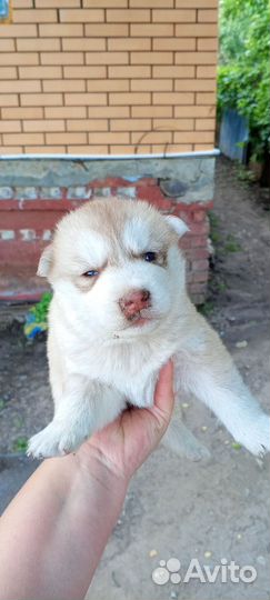Сибирская хаска