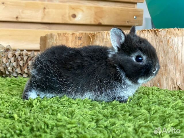 Карликовый кролик крольчонок цветной карлик объявление продам